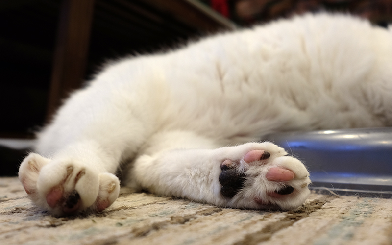 Cat feet