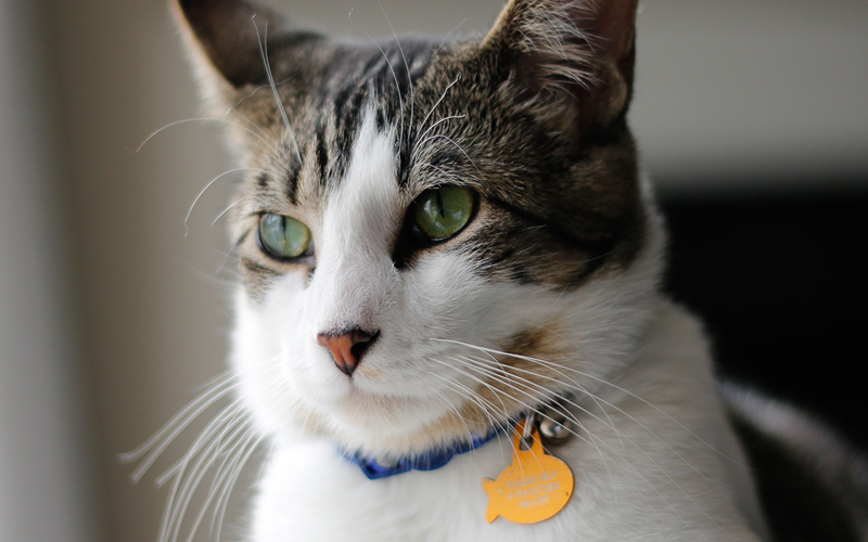 Cat with collar