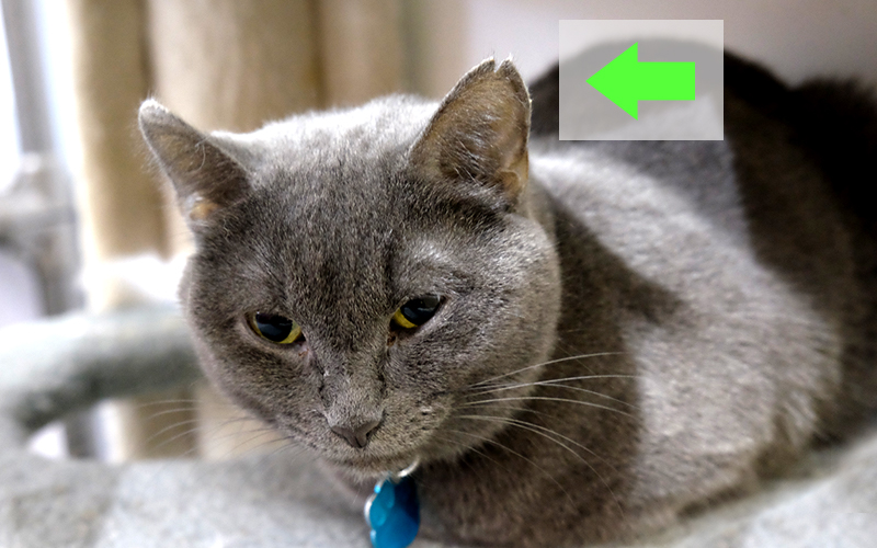 Cat with an ear notch