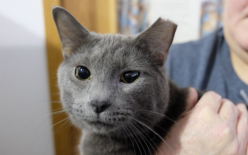 Cat face with one ear tip clipped off