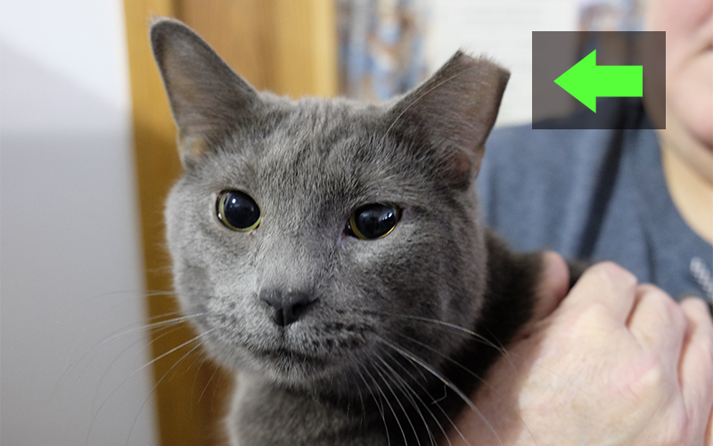 Cat with a deep eartip