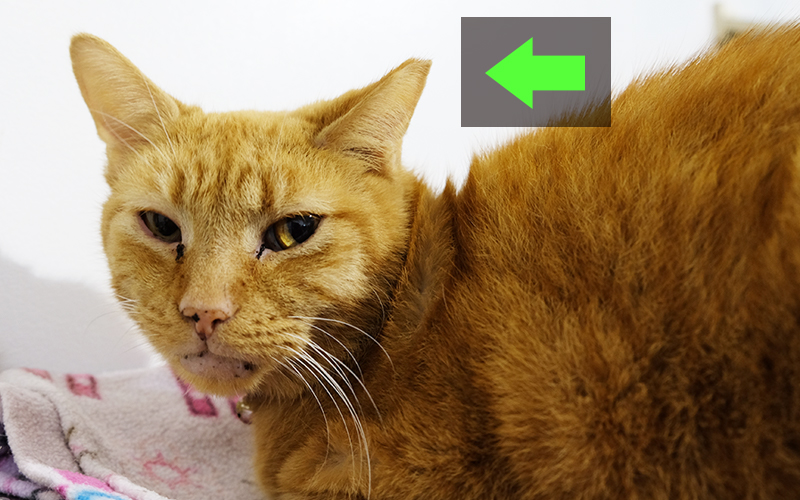 Cat with a shallow eartip