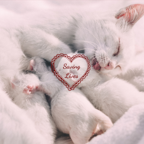 A white cat nursing three white kittens.