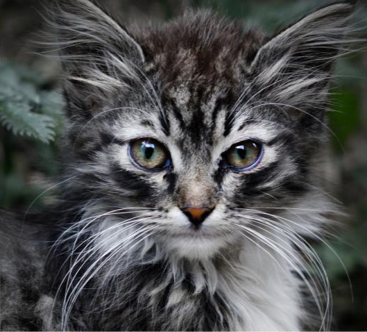 A close up of the face of a grey, black and white long hair cat.