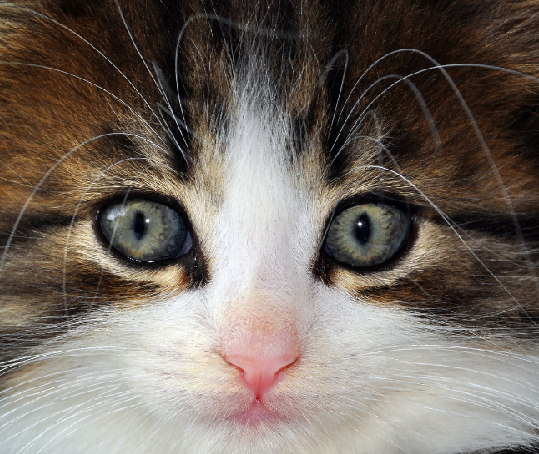 Close up of a cat face