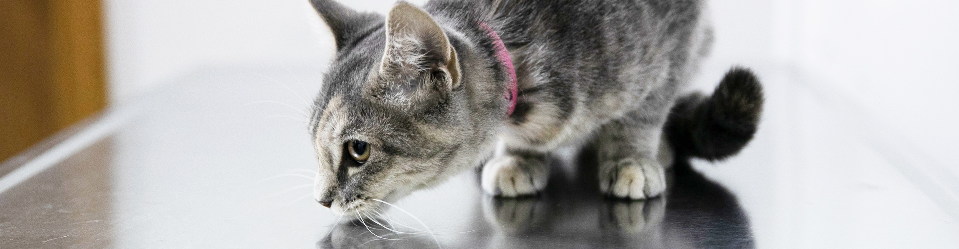 Grey cat sniffing the floor