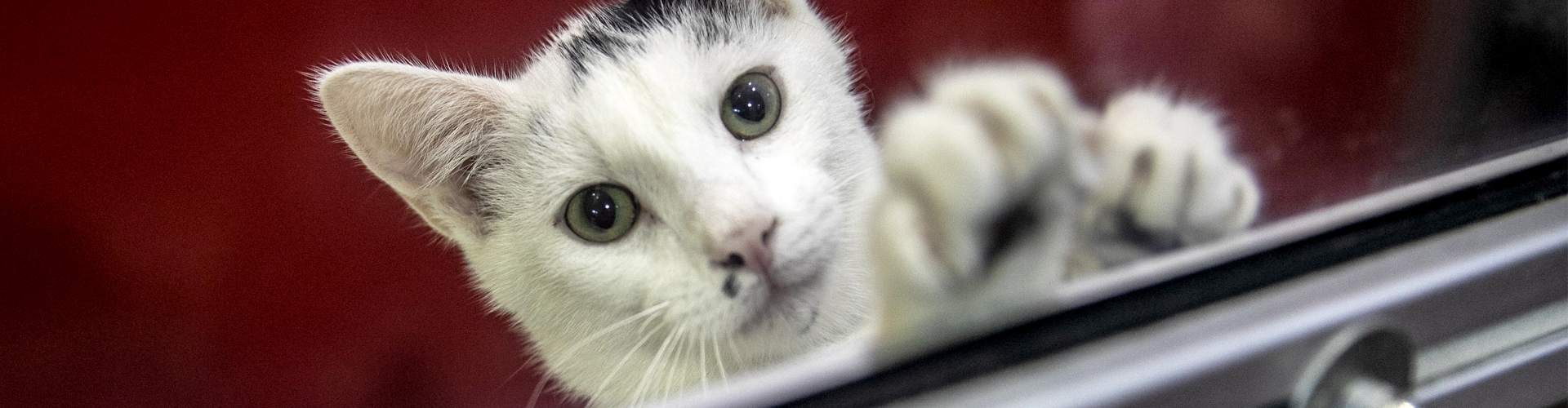 Cat face closeup with paws on glass window.