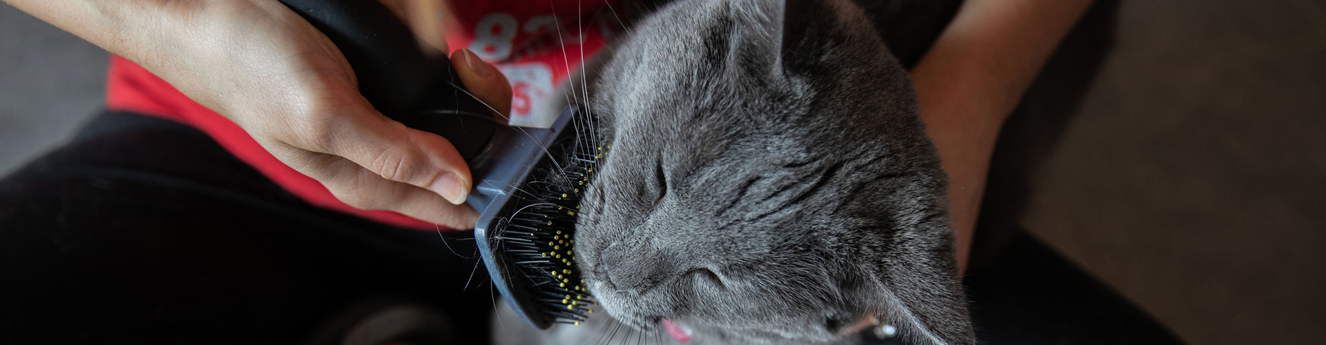 Cat face being brushed