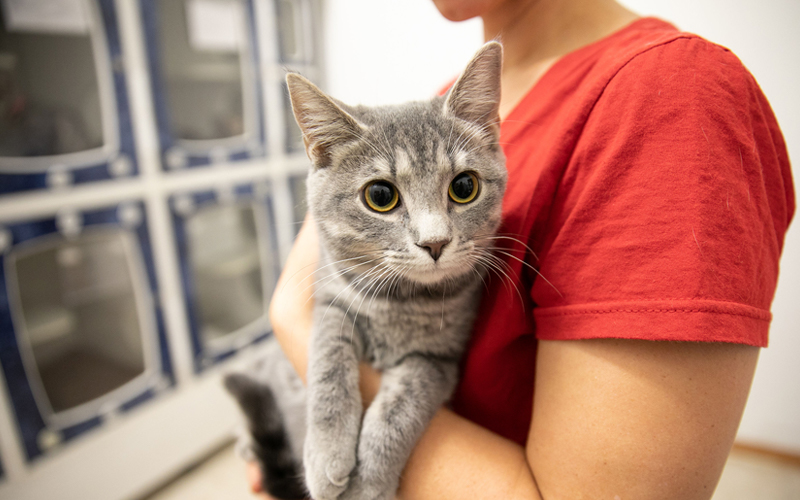 Close up of a cat being held by a volunteer.
