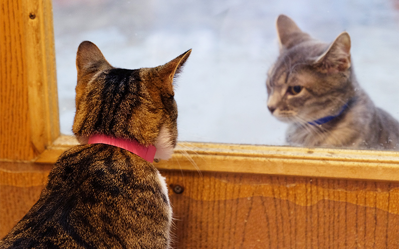 Two cats looking at each other through a window in a door