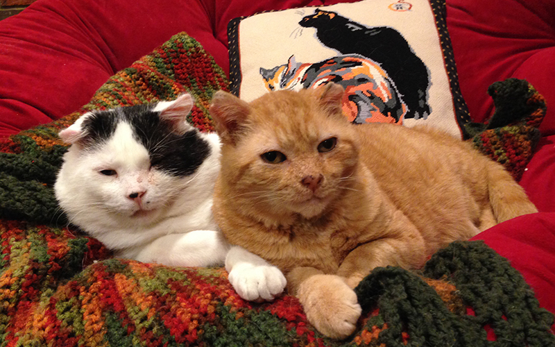Two cats sitting together