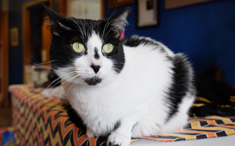 Black and white cat