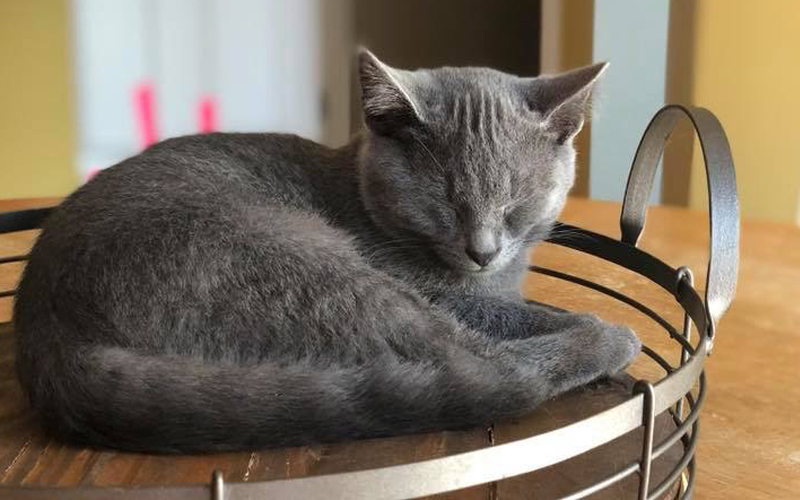 Grey cat sleeping on a serving tray