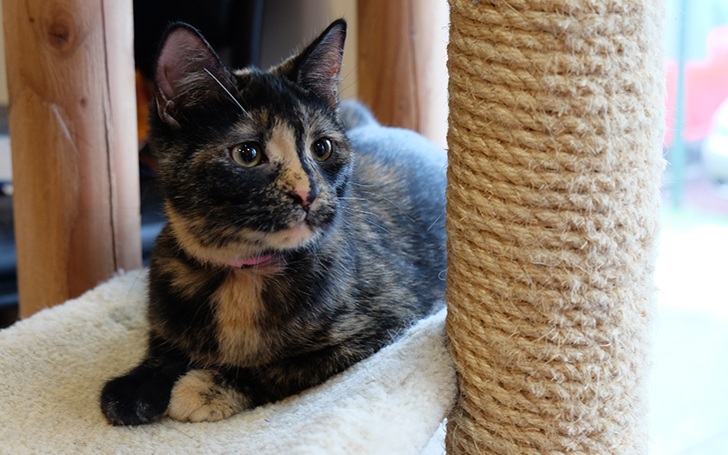 Tortoise-shell cat