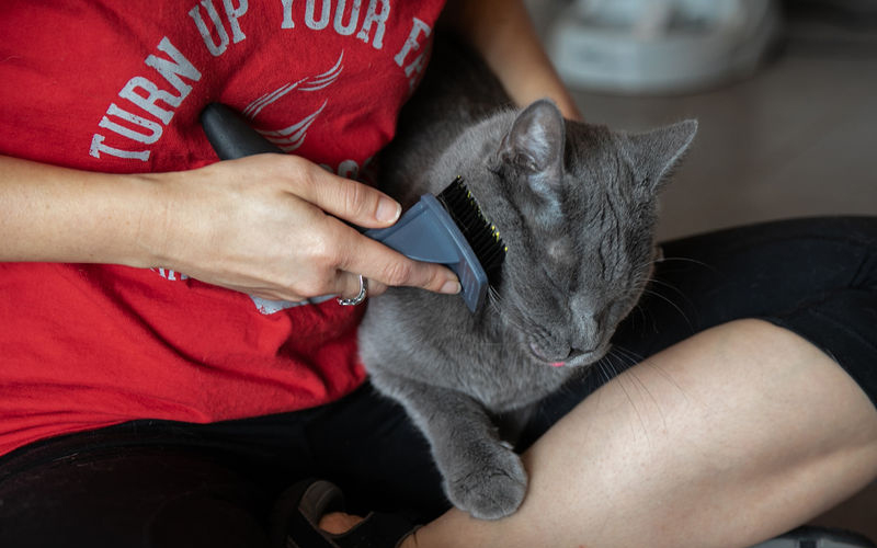 Volunteer brushing a cat